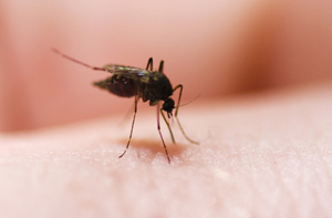 Malaria Parasites