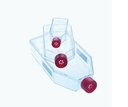 Greiner Bio-One CellCoat, T75 Flask, 250ml, Coated w/Poly-L-Lysine, Canted Neck, w/ Filter Cap